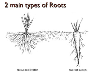 2 main roots