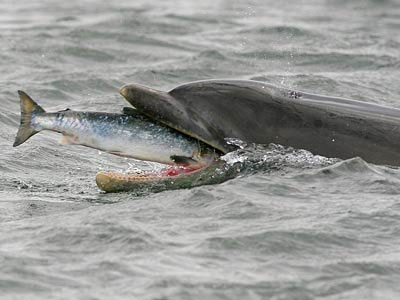 Living things - Dolphin eats fish