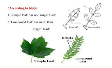 leaves