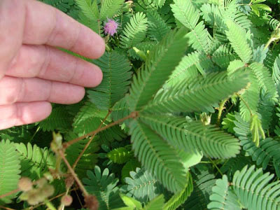 Living things - Mimosa plant