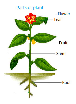 Parts of a plant