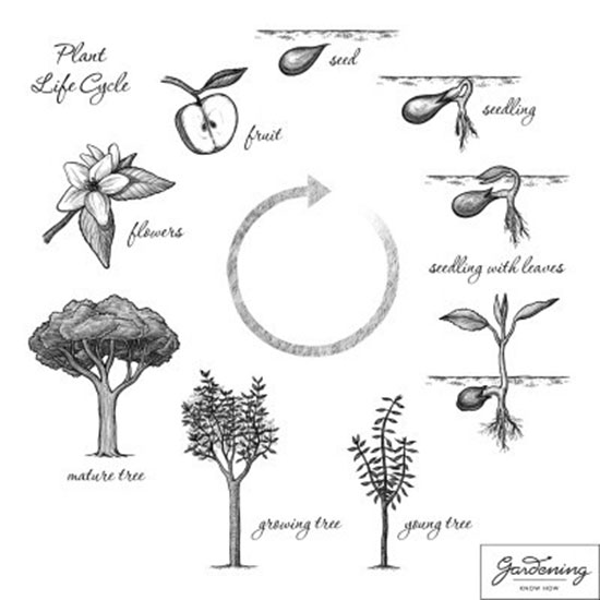 Living things - Plant life cycle