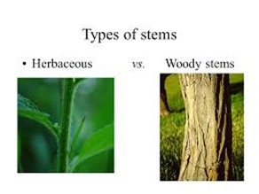 types of stems