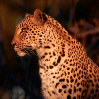The Defeat of an Animal Kingdom